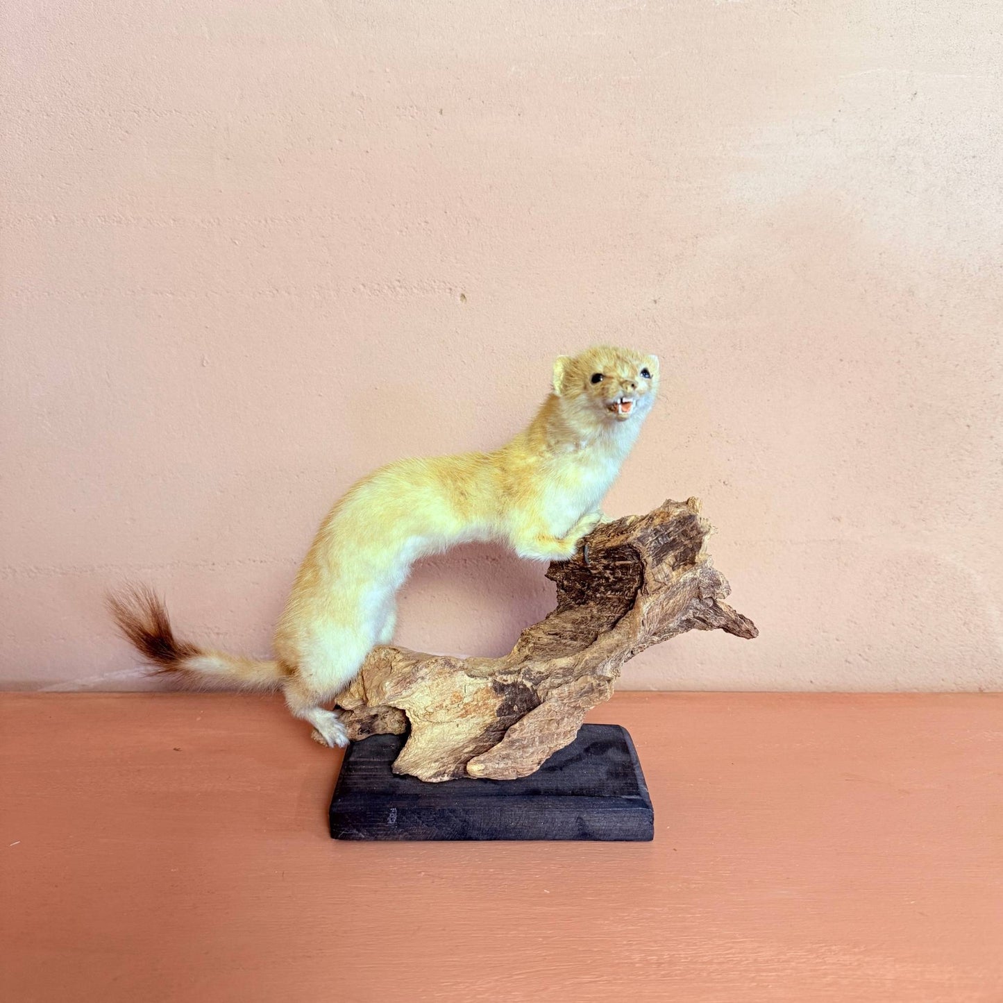 Weasly weasel