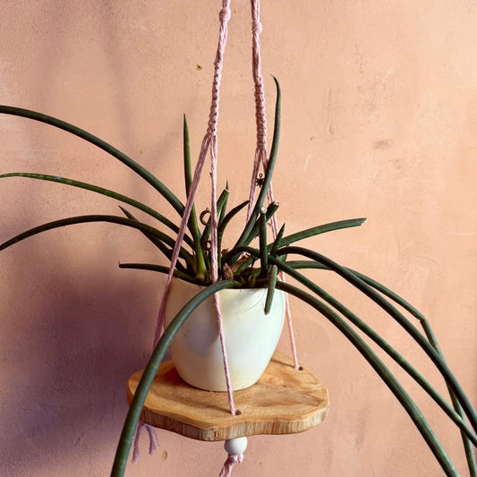 Macrame plant hanger