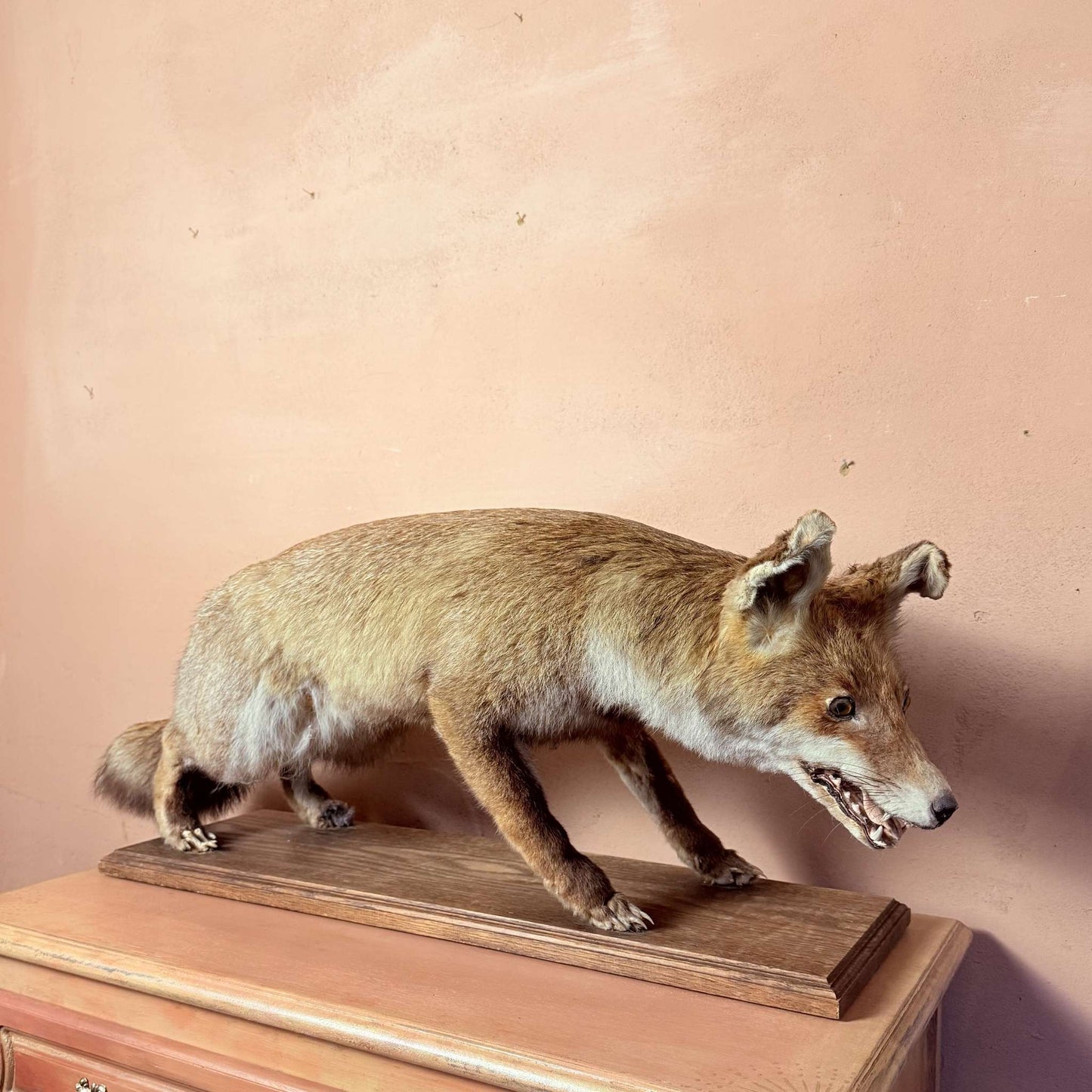 Mr. Fox