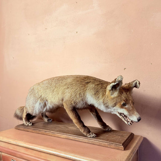 Mr. Fox