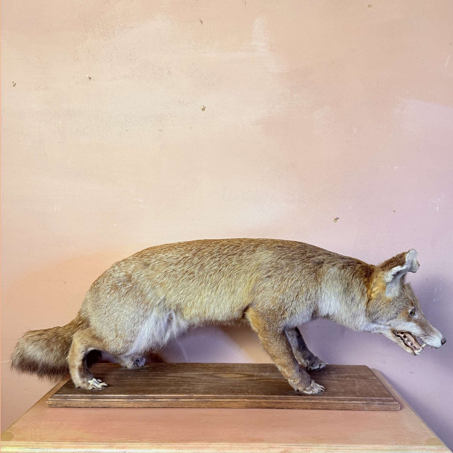 Mr. Fox
