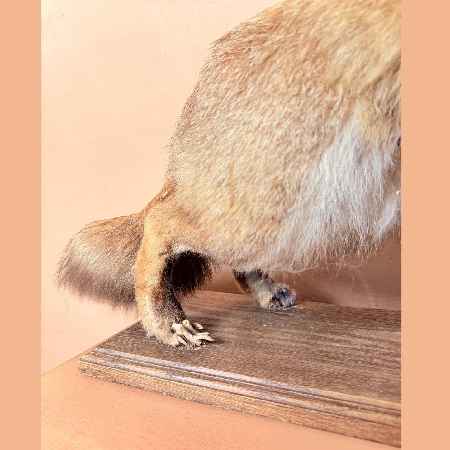 Mr. Fox
