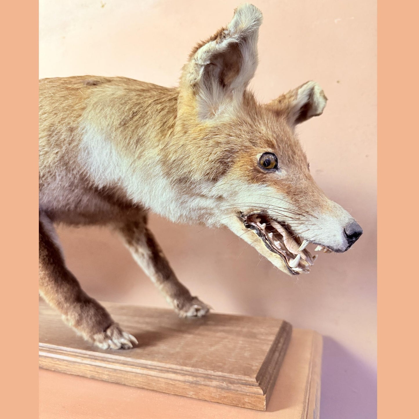 Mr. Fox